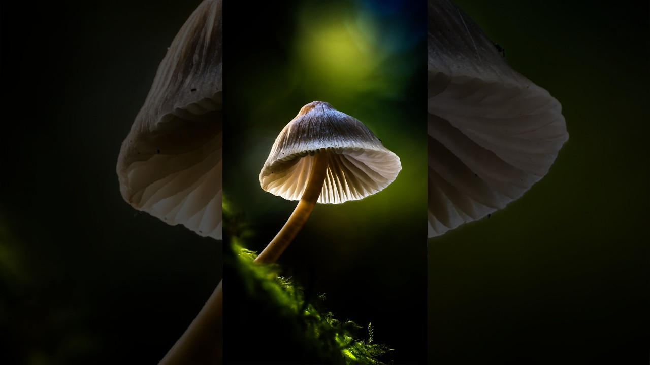 Macro Mushroom Lighting with Two LEDs