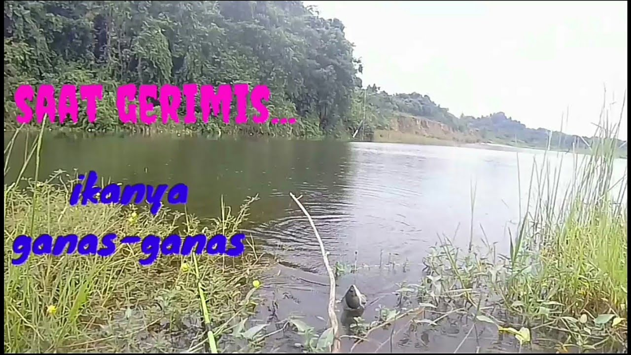 Mancing nila di danau samarinda umpan lumut