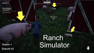Ranch Simulator | Baby Pigs, Medium Pigs, BIG Pigs All In One Pig Pen | Season 1 Episode 43
