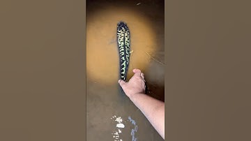 Ikan tomannya gak mau makan pancing, coba tangkap pakai tangan kosong 😳👆 #fishing #toman #shorts