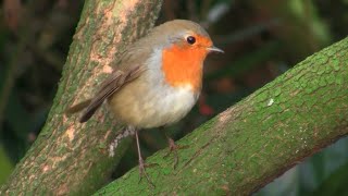Robin bird redbreast wildlife