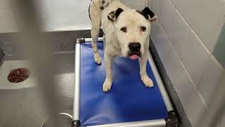 acs A673268