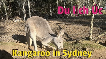 Kangaroo 🦘 in Sydney Australia / chuột Túi  ở Úc
