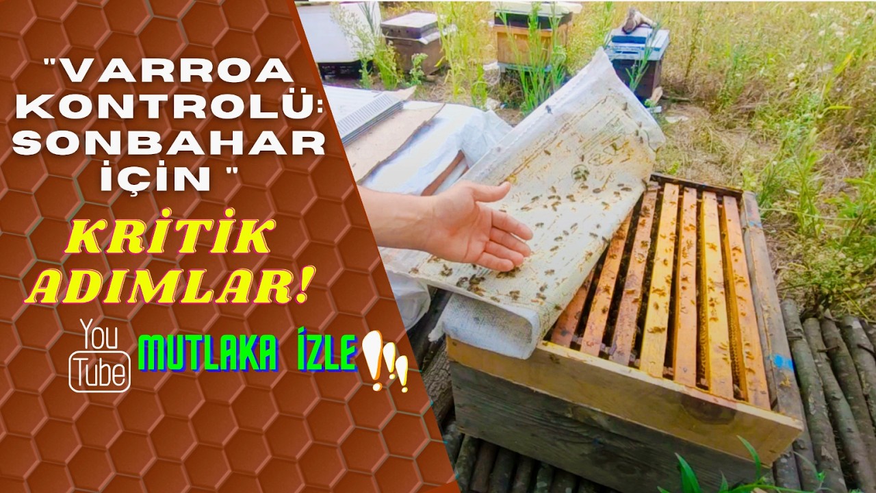 Sonbahar öncesi; Arı Bakımı ve Varroa Kontrolü: Arıcılara Altın Değerinde Tavsiyeler