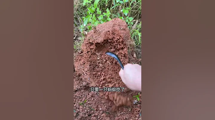 有蚂蚁用这个方法，好用#蚂蚁 #病虫害防治 #红火蚁 - 天天要闻