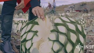 Inspiro: Woman-Owned Tequila Company