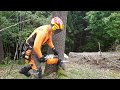 Work in forest🌲Felling spurce trees