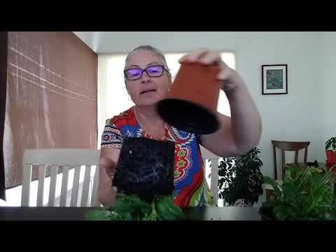 April 4, 2021 Worms...Good or bad in pots?