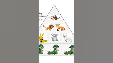 Pyramid Of Energy! #shorts #science #generalknowledge #ecosystem #environment