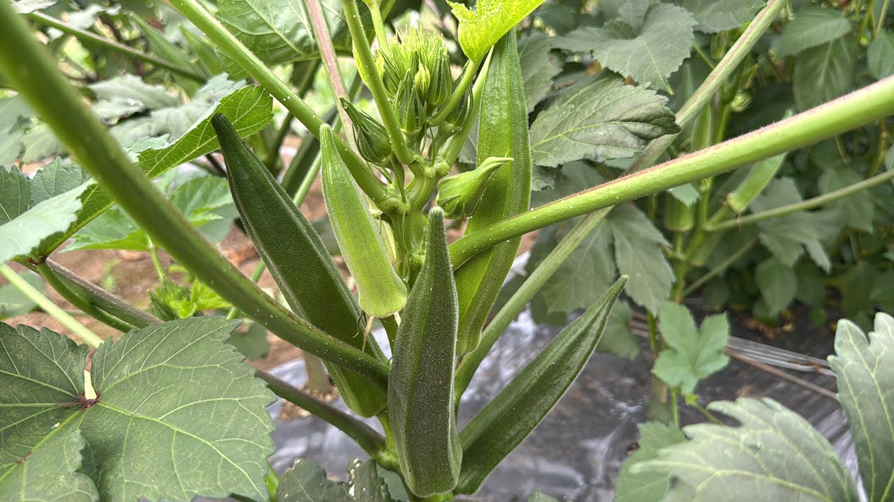 オクラの肥料と剪定のやり方・芯止まりは側枝で収穫量を増やすオクラの育て方　25/7/11