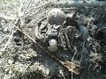 Бойцы шли в штыковую.... Soviet solder went inte battle