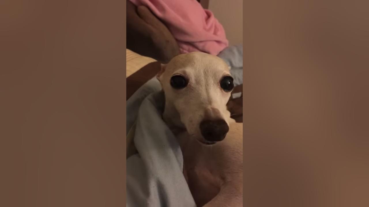 Italian greyhound purring like a cat youtube