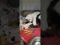 #cat Степаша, домашний котик которого выкинули #cat
