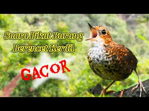 Suara Emas Burung Berencet Kerdil ( Pikat Gacor )