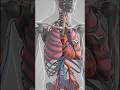 #anatomy of Thorax 🤯😮😯 Animation videos 📸📸