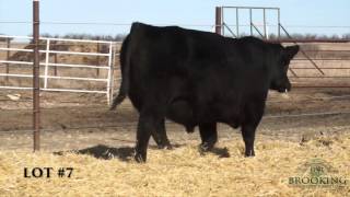 Lot 7 5053