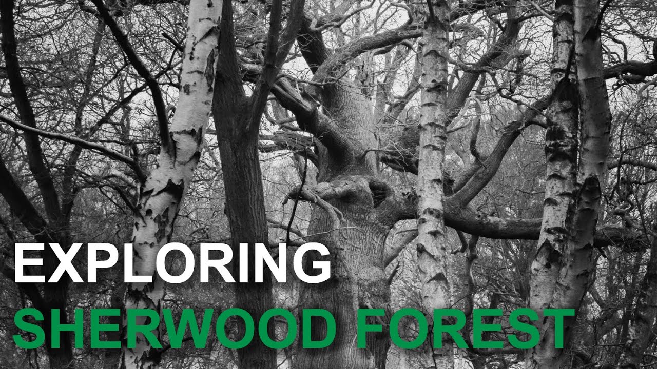 Exploring Sherwood Forest