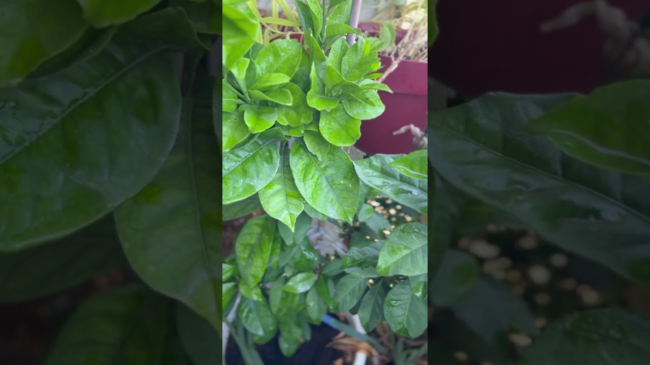 Citrus doesn't care about our summer... Цитрусу наше лето нипочём… 