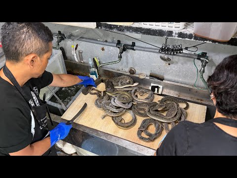 プロセスX 最新動画 猛毒のハブから極上の革製品へ。日本の職人が魅せる沖縄伝統の技