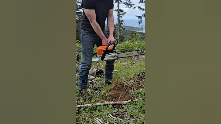 MS261 STIHL Chainsaw #coldstart #chainsawaddict