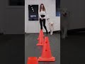 Dogs Learn From Each Other