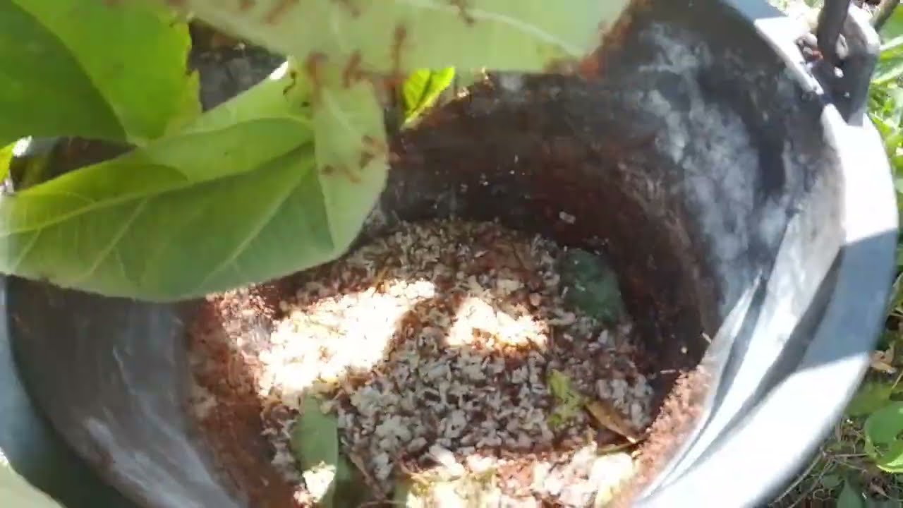 มาเมิ่งไข่มดทางภาคใต้แหย่ฮังน้อยๆกระได้หลายคัก