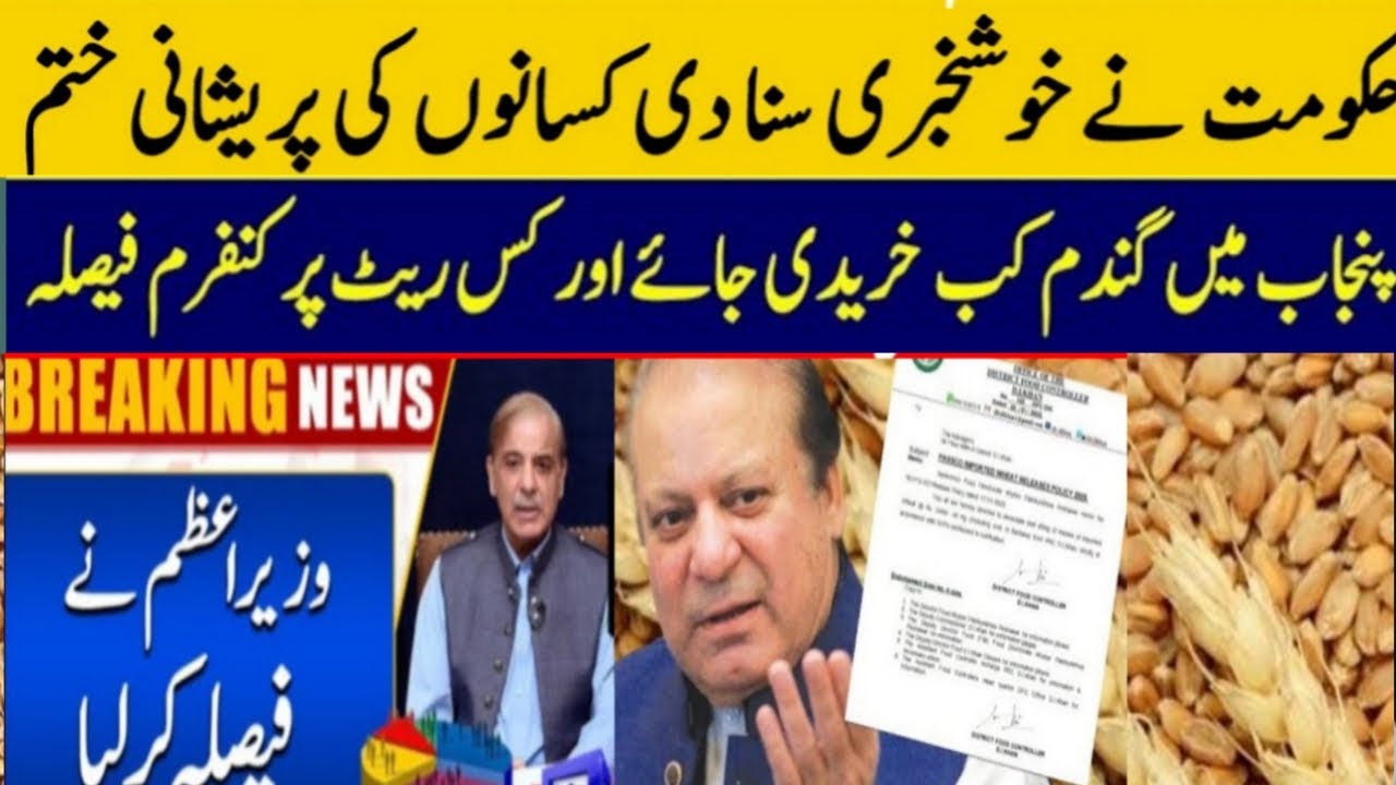 Today Wheat price in punjab | گندم کا ریٹ 2025 | wheat price 2025 in ...