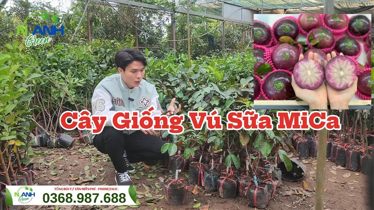 Cách Nhận Biết Cây Giống Vú Sữa Mica Chuẩn - Ăn Được Cả Vỏ, Cực Ngọt