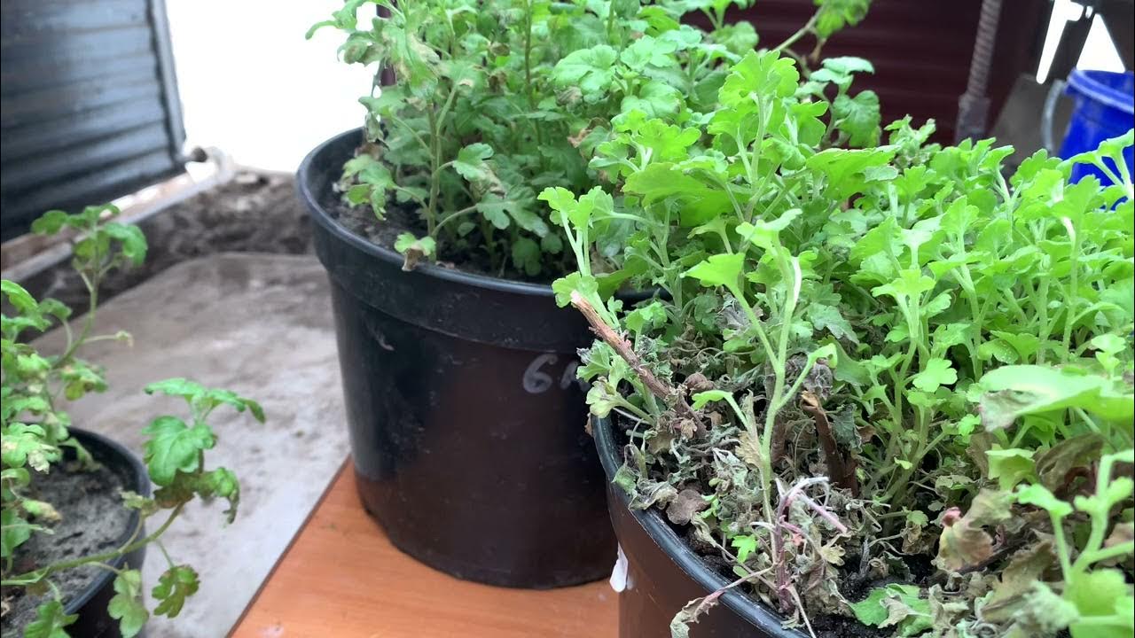 Почему у хризантемы сохнут листья. Мучнистая роса болезни хризантема. Болезни хризантемы мультифлора. Болезни домашней хризантемы. Листья хризантемы.