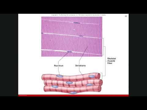 Muscle  Tissue (Part 1)