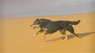 Dog Running In Epic Slow Motion 2 [HD]