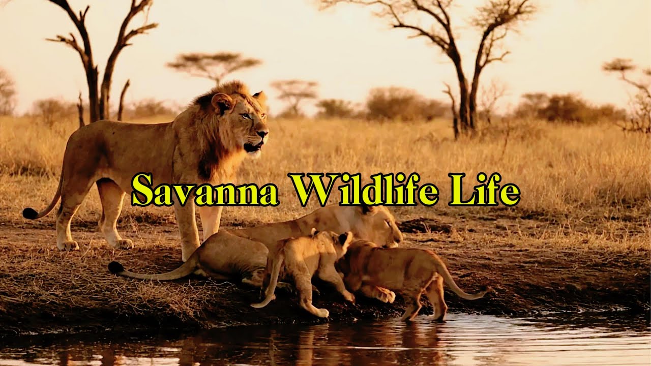 How Animals Thrive in the African Savanna 🦁 African Savanna Animals and Their Remarkable Adaptations