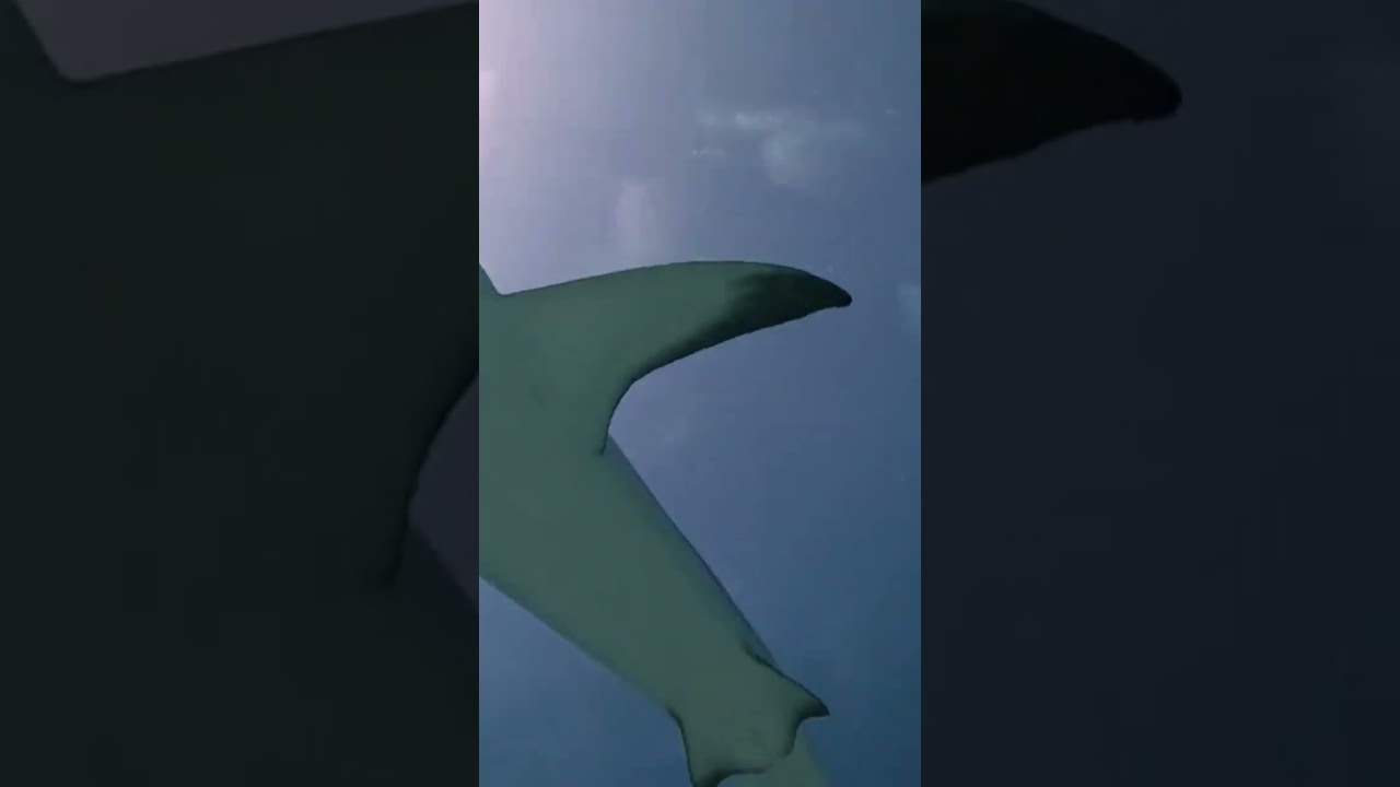 Shark eats camera