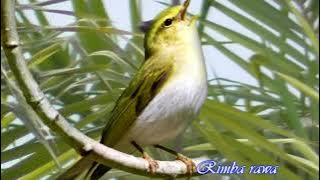 Suara kicau burung luar negri gacor