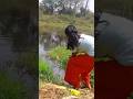 Fishing Video | village girl unique hook fishing #shortvideo #fishing #viral #video #catfish #fish