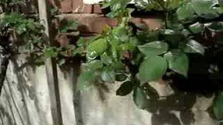 Carpenter bee mating - I heard eight 8 clicks