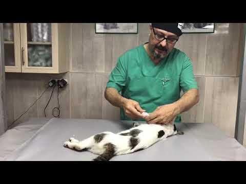 Video: Kedilerde Aşırı Kemik Büyümesi