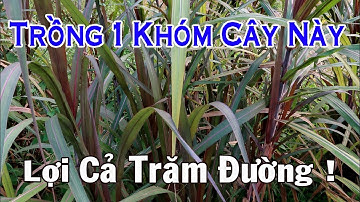 Mía Bách Giải, Trồng 1 Khóm Cả Làng Mừng Vui | CTVC