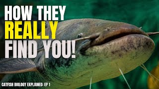 Wels Catfish: The Secrets of Europe’s Giant Catfish