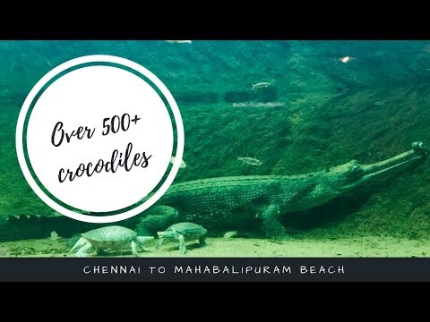 video editing software free Chennai to Mahabalipuram | Madras Crocodile Bank | Asia's largest captive crocodile