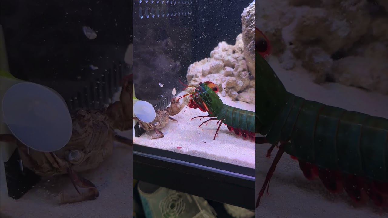 Crazy facts about Mantis Shrimp 🤯slow motion version