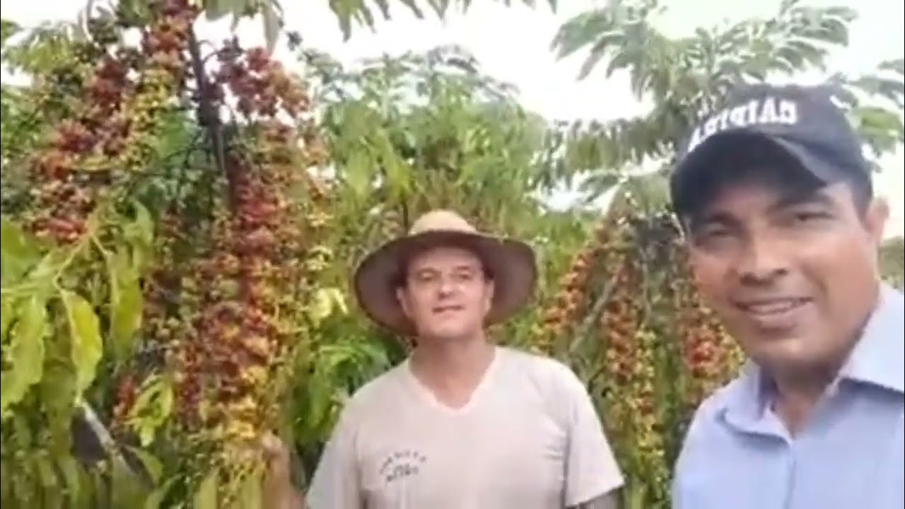 Umas das maiores Lavouras de CAFÉ CLONAL de Colniza-MT_Continuação do Vídeo Anterior...Pt_02.