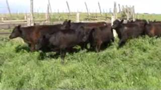 LOTE 705.wmv