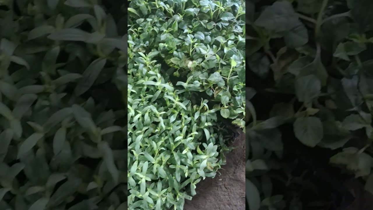 Raebareli Bharat Nursari