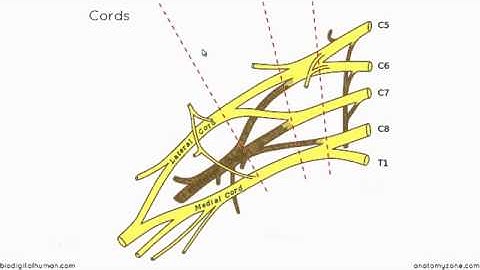 Brachial Plexus   Branches   3D Anatomy Tutorial