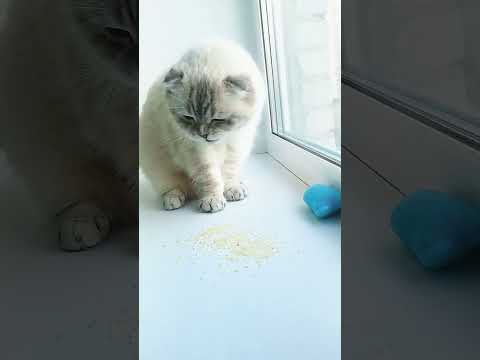 Кошкам можно РИС? #shorts