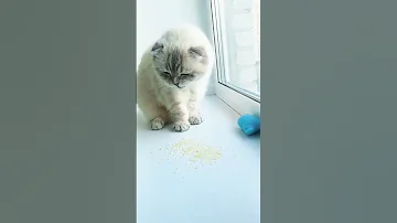 Кошкам можно РИС? #shorts