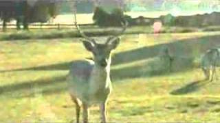 Santa Elena - Video 01