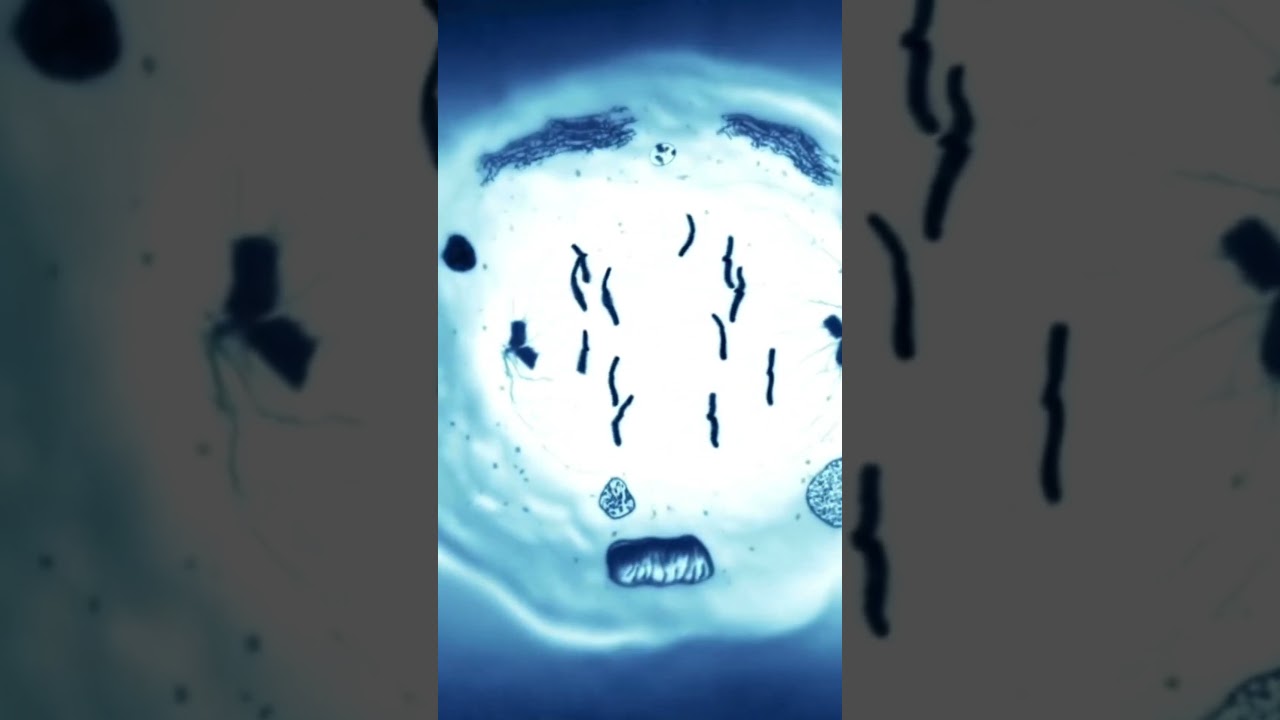 Mitose em um minuto! #shorts #mitose #biologiaenem #enem2025 #ensinomedio