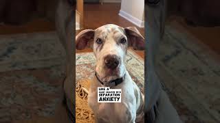 Meet The Great Dane Dog Breed.